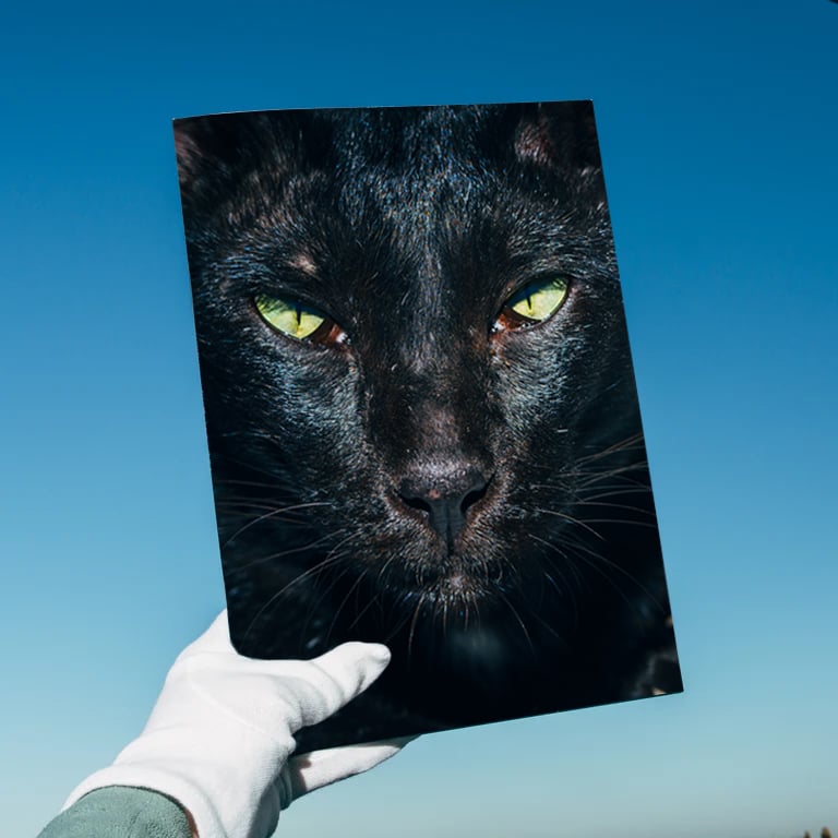 LAST COPIES: Nikita Teryoshin - Backyard Diaries Vol.2 Black Cat